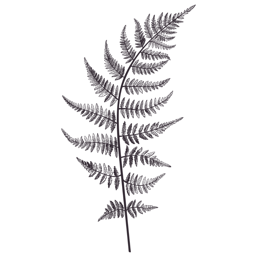 葉っぱ-イラスト