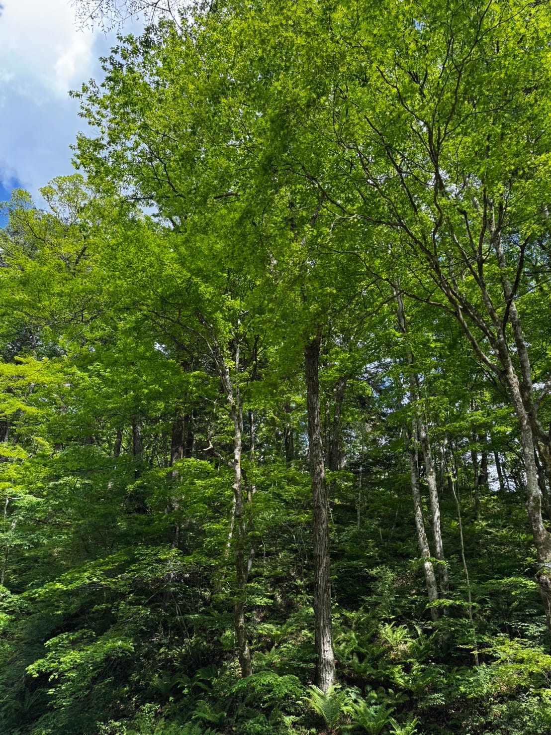 小瀬温泉ホテル